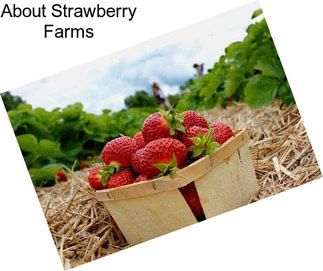 About Strawberry Farms
