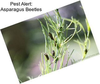 Pest Alert: Asparagus Beetles