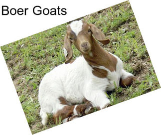 Boer Goats