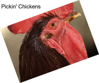 Pickin\' Chickens