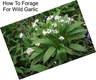 How To Forage For Wild Garlic