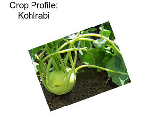 Crop Profile: Kohlrabi