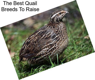 The Best Quail Breeds To Raise