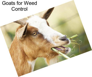 Goats for Weed Control