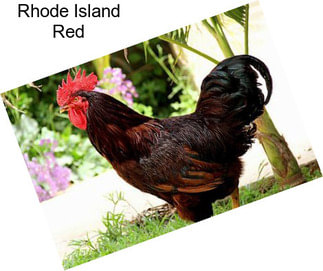 Rhode Island Red