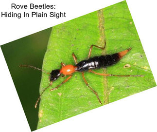 Rove Beetles: Hiding In Plain Sight