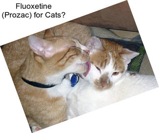 Fluoxetine (Prozac) for Cats?
