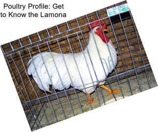 Poultry Profile: Get to Know the Lamona