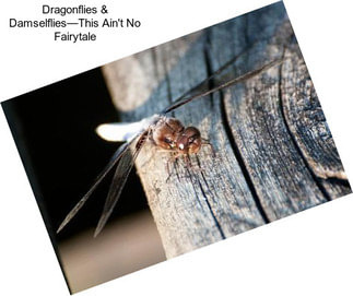 Dragonflies & Damselflies—This Ain\'t No Fairytale