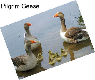 Pilgrim Geese