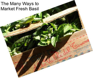 The Many Ways to Market Fresh Basil