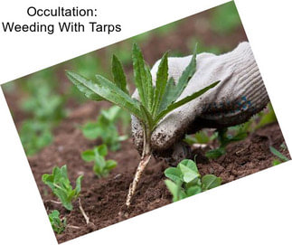Occultation: Weeding With Tarps