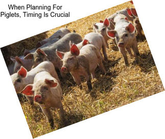 When Planning For Piglets, Timing Is Crucial