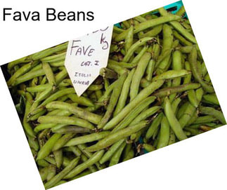 Fava Beans