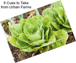 5 Cues to Take from Urban Farms