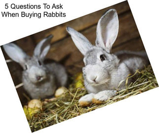 5 Questions To Ask When Buying Rabbits