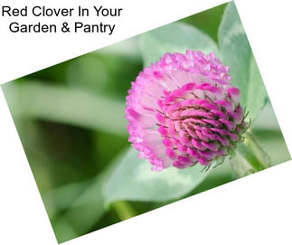 Red Clover In Your Garden & Pantry