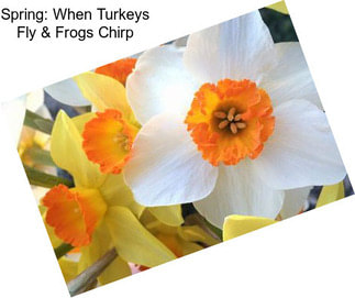 Spring: When Turkeys Fly & Frogs Chirp