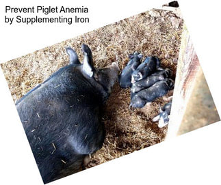 Prevent Piglet Anemia by Supplementing Iron