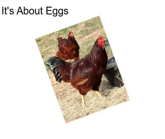It\'s About Eggs