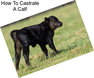 How To Castrate A Calf