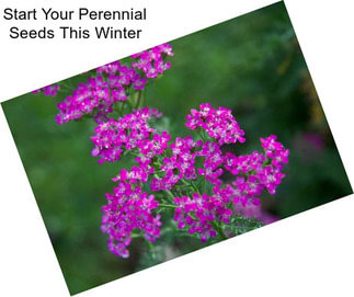 Start Your Perennial Seeds This Winter