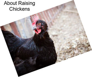 About Raising Chickens
