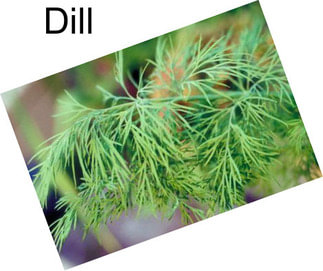 Dill