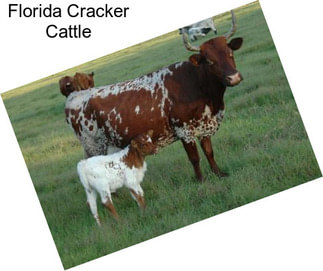 Florida Cracker Cattle