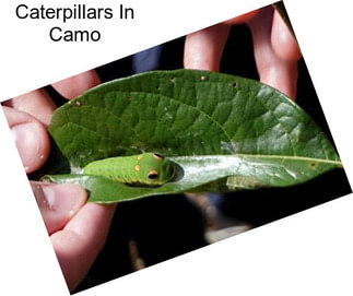 Caterpillars In Camo