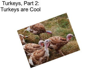 Turkeys, Part 2: Turkeys are Cool