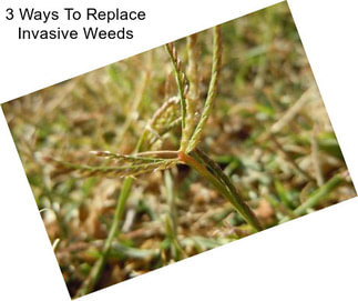 3 Ways To Replace Invasive Weeds