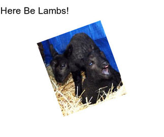 Here Be Lambs!