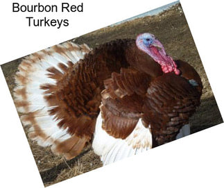 Bourbon Red Turkeys