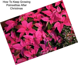 How To Keep Growing Poinsettias After Christmas