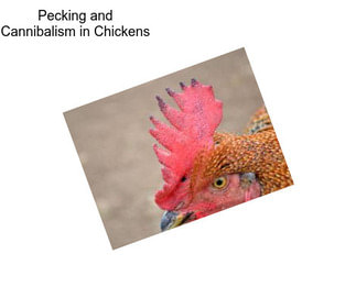 Pecking and Cannibalism in Chickens