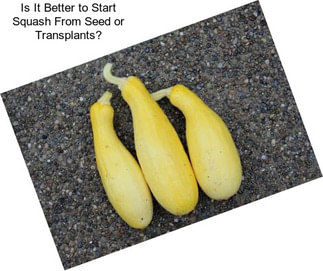 Is It Better to Start Squash From Seed or Transplants?