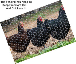 The Fencing You Need To Keep Predators Out … And Chickens In
