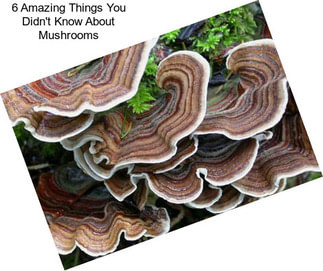 6 Amazing Things You Didn\'t Know About Mushrooms