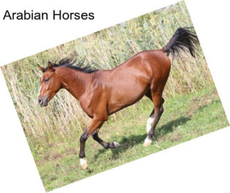 Arabian Horses