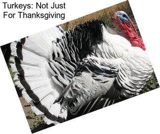 Turkeys: Not Just For Thanksgiving