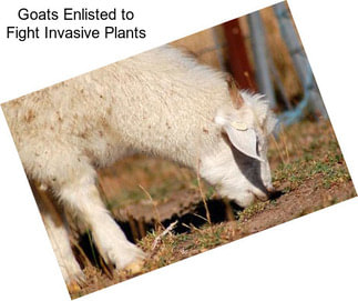 Goats Enlisted to Fight Invasive Plants