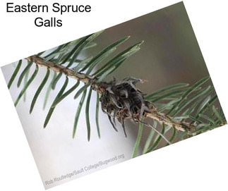 Eastern Spruce Galls