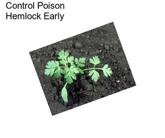 Control Poison Hemlock Early