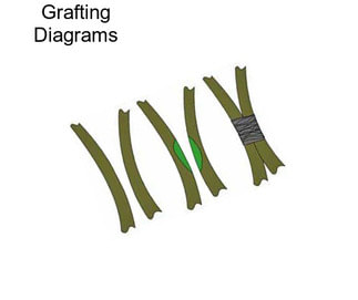 Grafting Diagrams