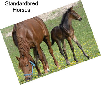 Standardbred Horses