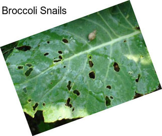 Broccoli Snails