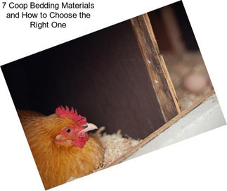 7 Coop Bedding Materials and How to Choose the Right One