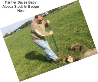 Farmer Saves Baby Alpaca Stuck In Badger Hole