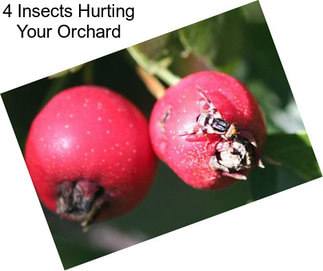4 Insects Hurting Your Orchard